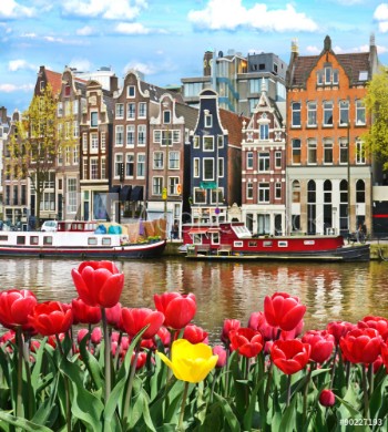 Bild på Beautiful landscape with tulips and houses in Amsterdam Holland